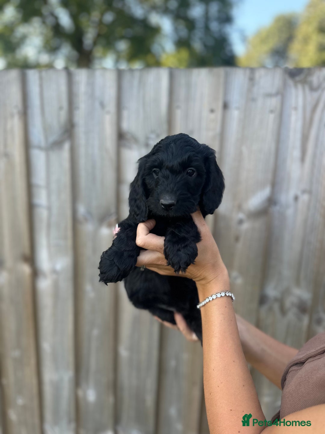 Cockapoo dogs for sale: Quality Cockapoo pups 2 x black boys - Image 3