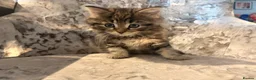Mixed Breed cats for sale: Half Norwegian forest cat male kitten in Tonbridge - Advert 10