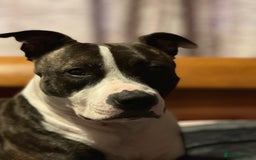 Mixed Breed dogs for sale: 2 dogs FTGH - Image 3