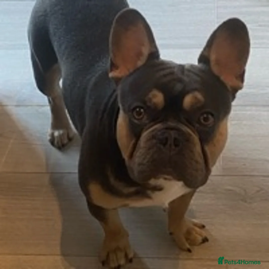 French Bulldog dogs for stud: BRUCE blue and tan french bulldog in Sheffield - Advert 2