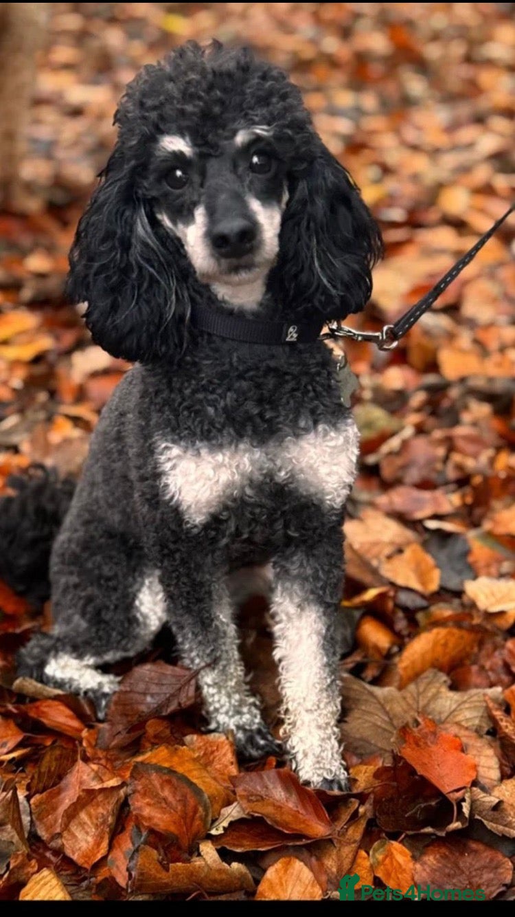 Cockapoo dogs Fb2 cockapoo puppies🐶 - Advert 2