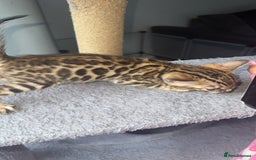 Bengal cats for sale: Stunning bengal kittens  - Image 9