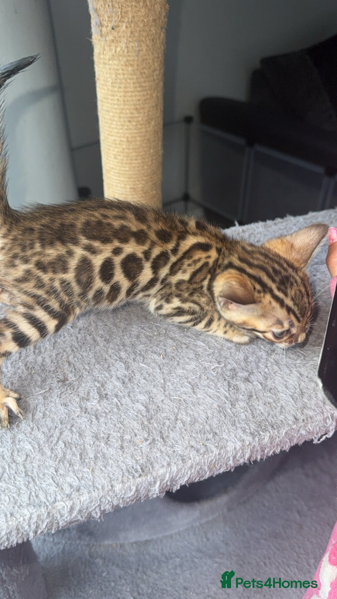 Bengal cats for sale: Stunning bengal kittens  - Image 9