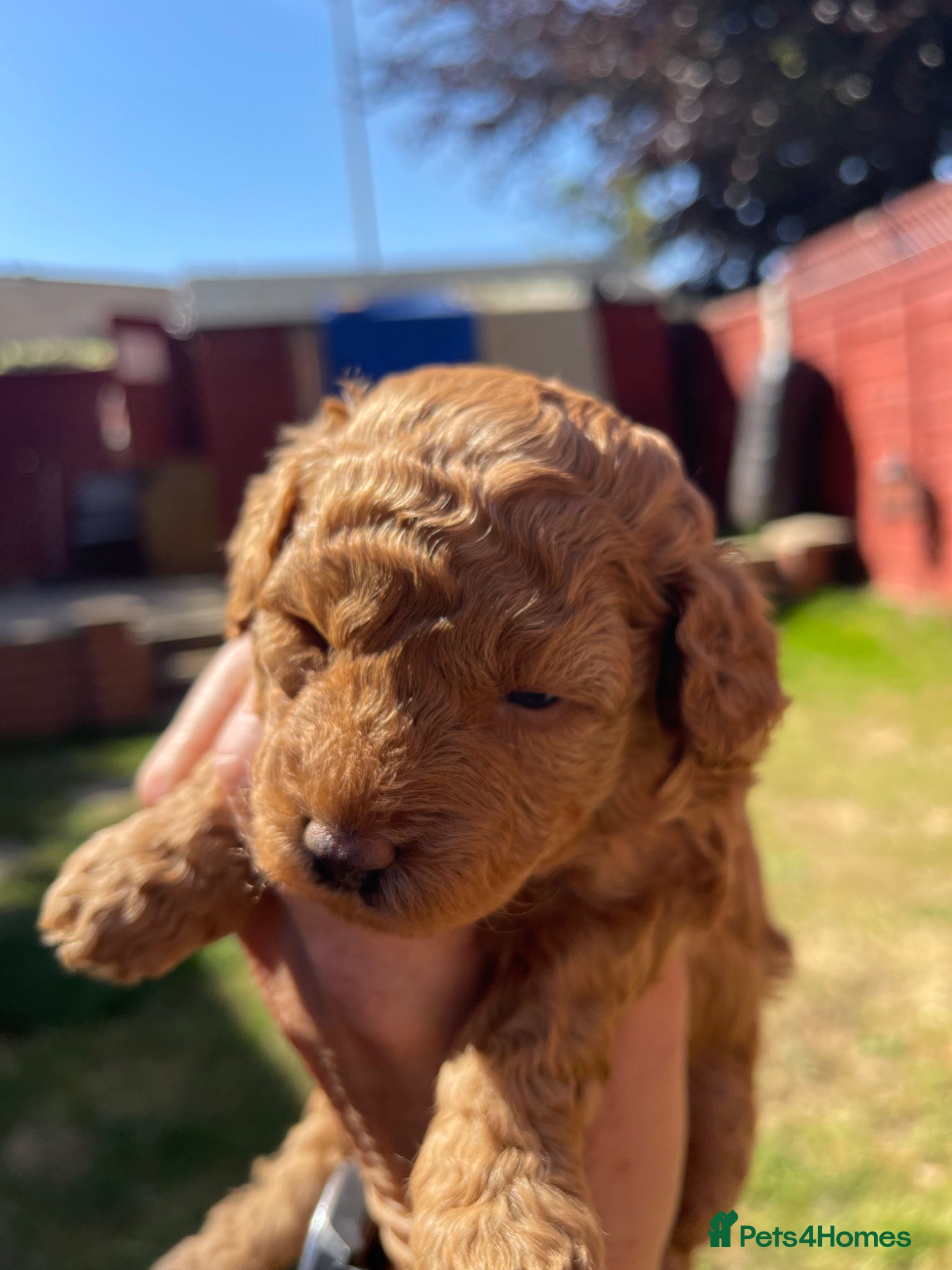 Toy Poodle dogs for sale: Kc registered toy poodle - Advert 13