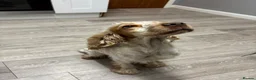 Cocker Spaniel dogs for sale: Lilly the cocker spaniel - Advert 7