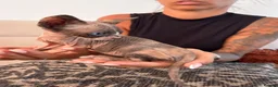 Sphynx cats for sale: Tica registered sphynx kittens  - Advert 9