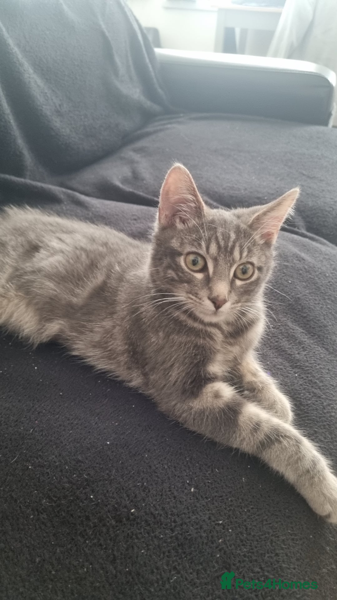 Mixed Breed cats for sale: 10 month old male cat - Advert 6