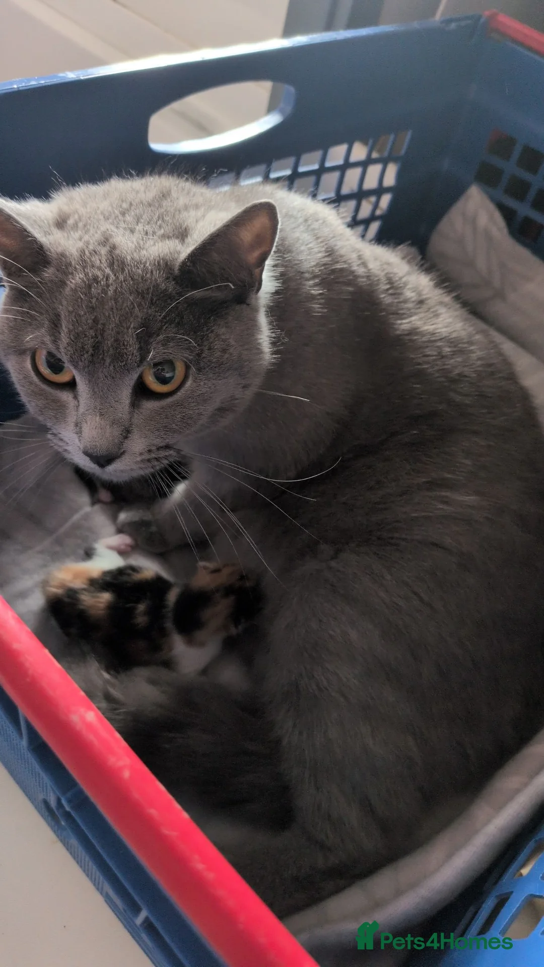 Mixed Breed cats for sale: 3 kittens for sale  in Birmingham - Advert 4