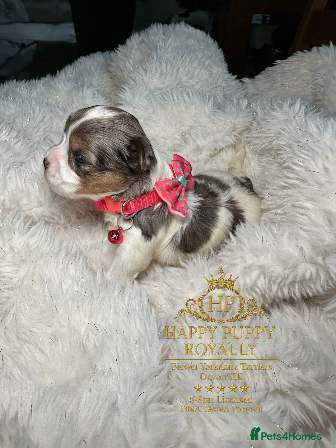 Biewer Terrier dogs for sale: BIEWER YORKIE PUPPIES 4 Available Licensed Breeder - Advert 19