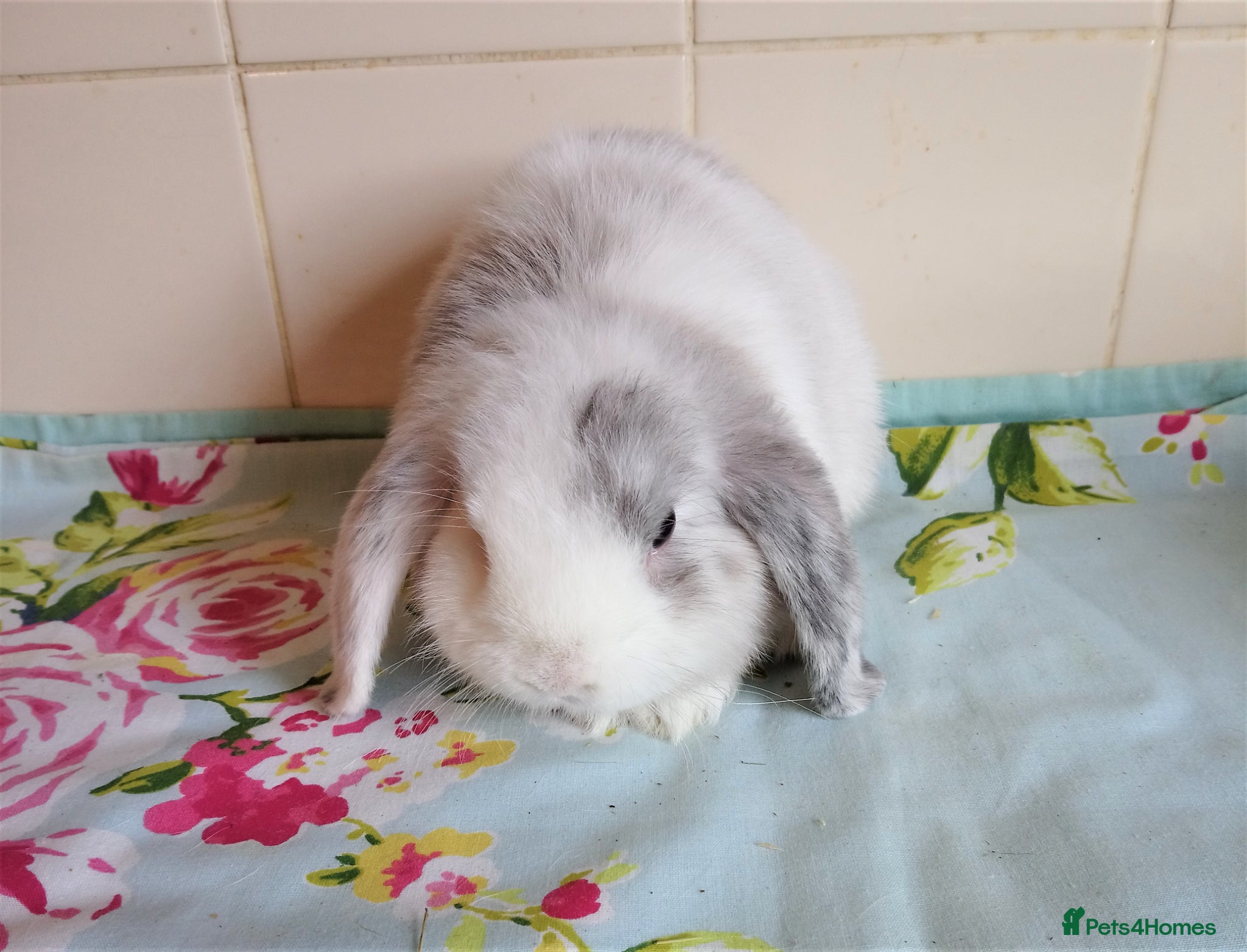 Mini Lop rabbits Pedigree Mini Lops - Advert 2