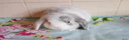 Mini Lop rabbits for sale: Pedigree Mini Lops in Tamworth - Advert 2