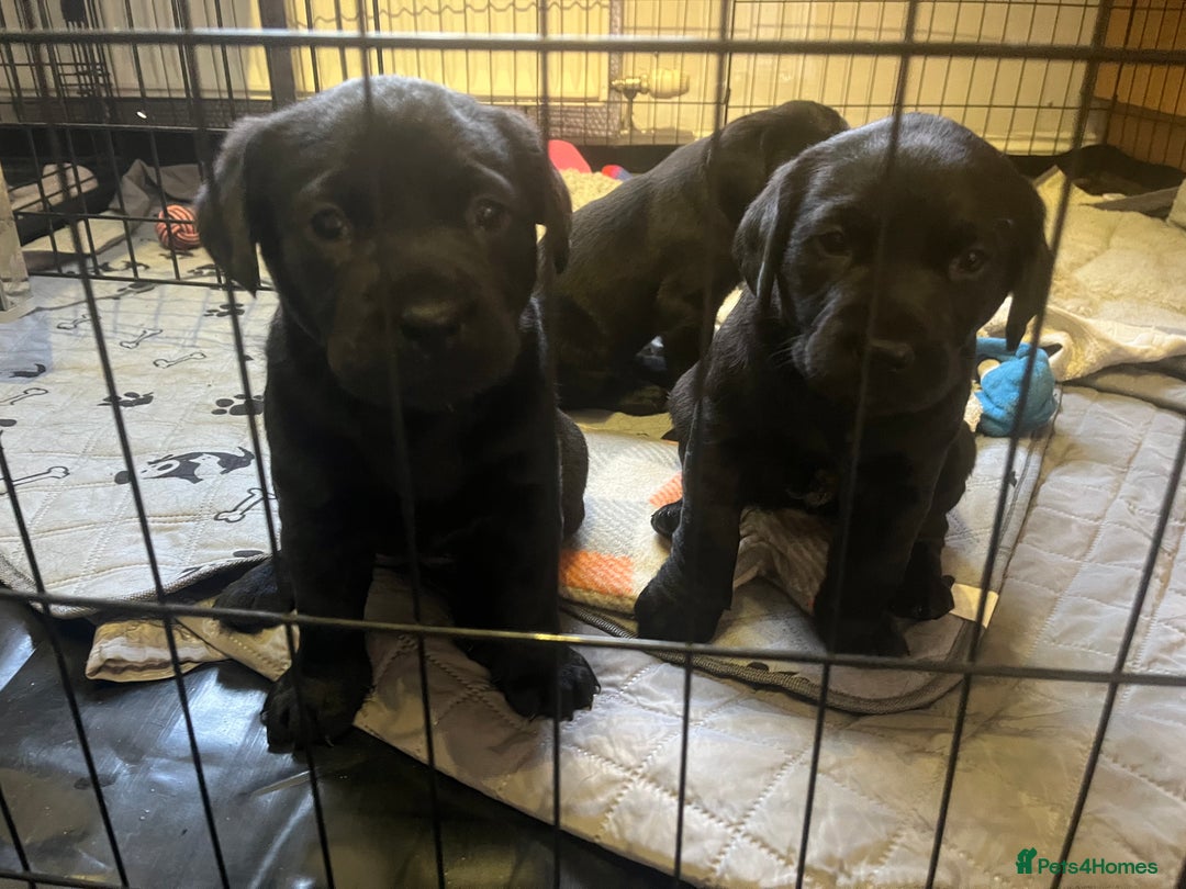 Labrador Retriever dogs for sale: Pedigree Labrador parents have 3 charming pups - Advert 6