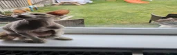 Sphynx cats for sale: 9 month old female sphynx  - Advert 2