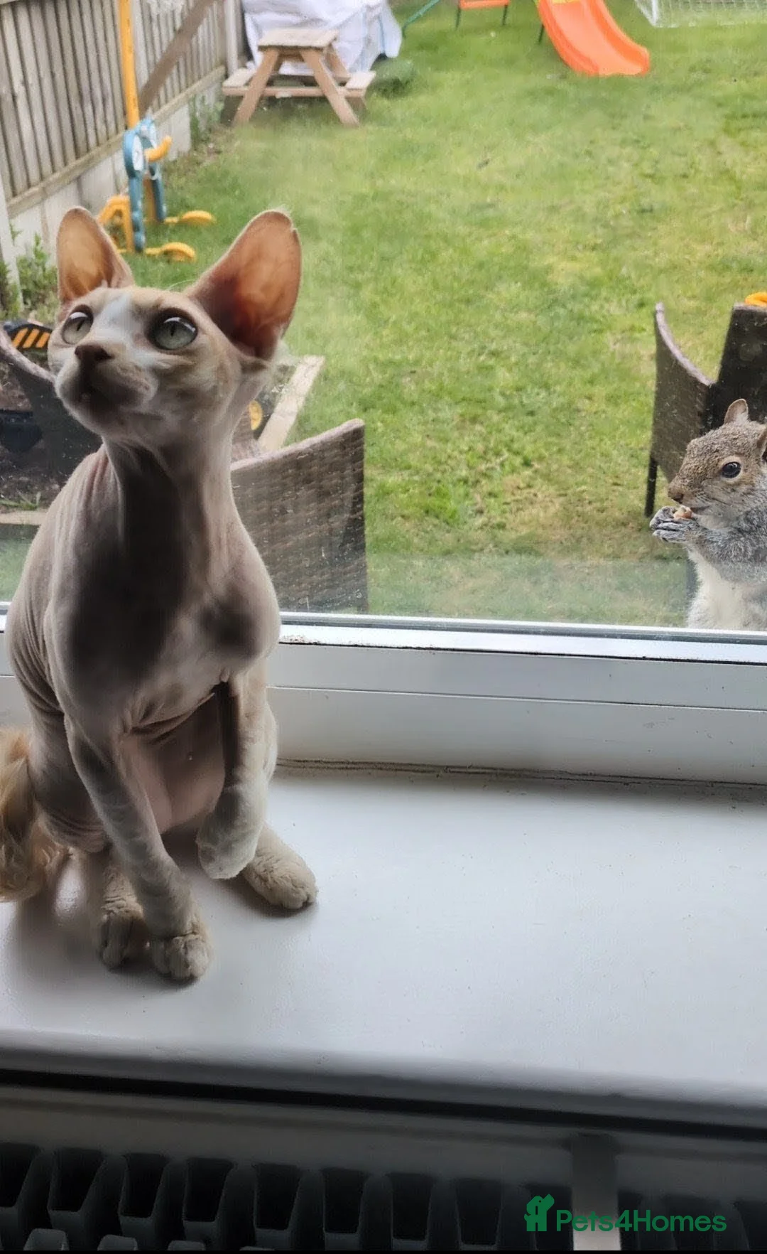 Sphynx cats for sale: 9 month old female sphynx  - Advert 2