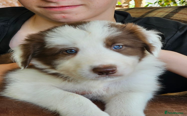 Border Collie dogs - Advert 4