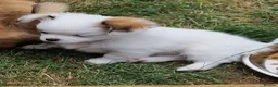 Chihuahua dogs for sale: Beautiful KC Registered girl Willow - Advert 12