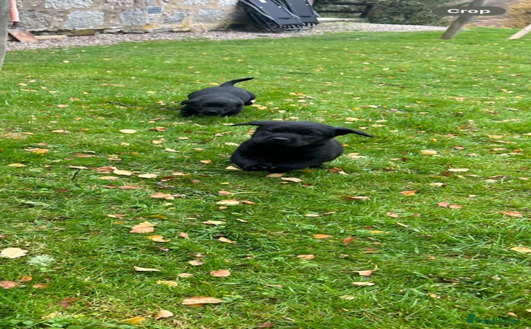 Labrador Retriever dogs - Advert 2