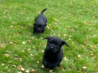 Labrador Retriever dogs - Advert 5