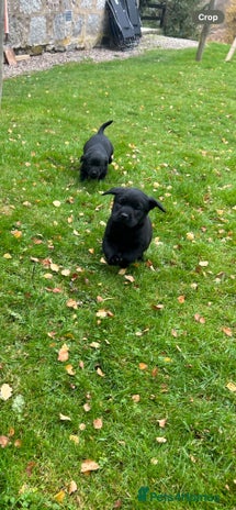 Labrador Retriever dogs - Advert 2