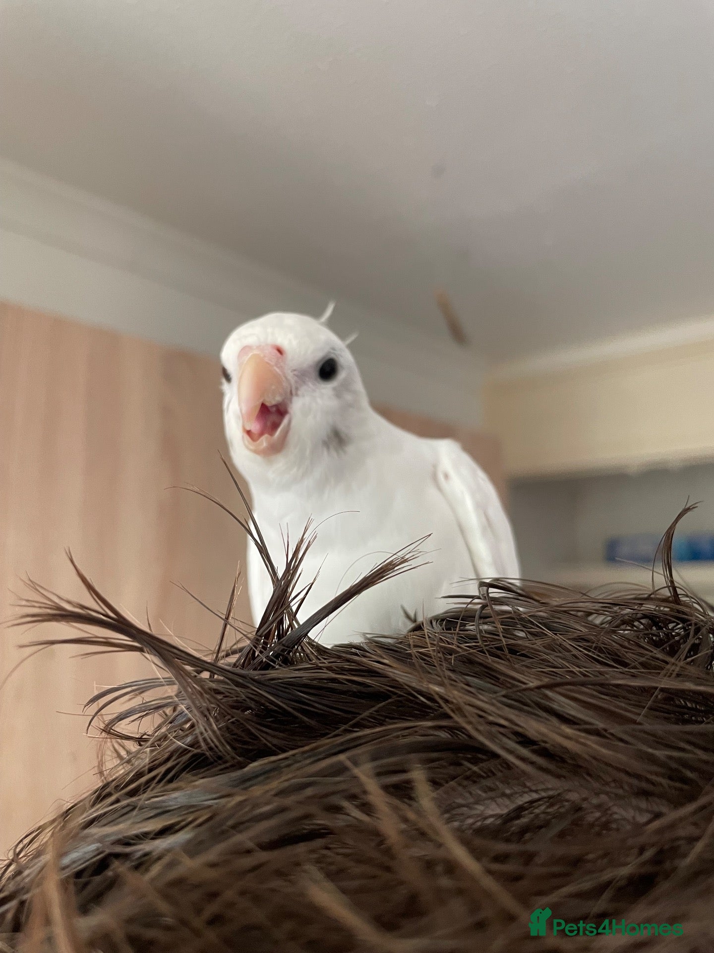 Cockatiels birds for sale: Make cockatiel (1yr old ish)  - Advert 2