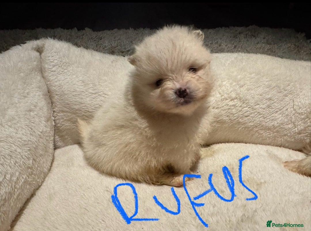 Pomeranian dogs for sale: Pomeranian puppies  - Advert 4