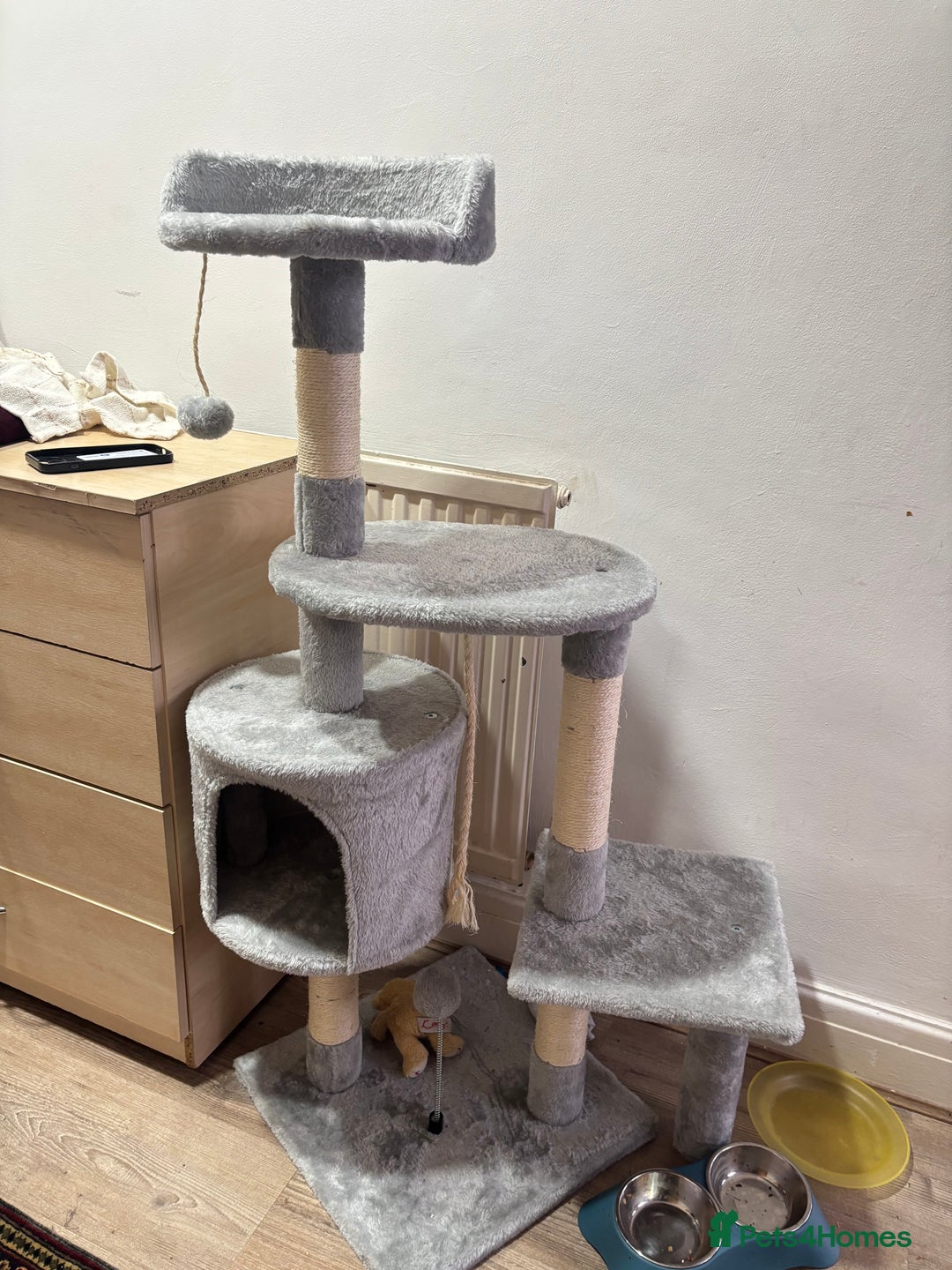 Mixed Breed cats for sale: 12 WEEK KITTEN FOR SALE | CHECK DESCRIPTION  - Advert 5