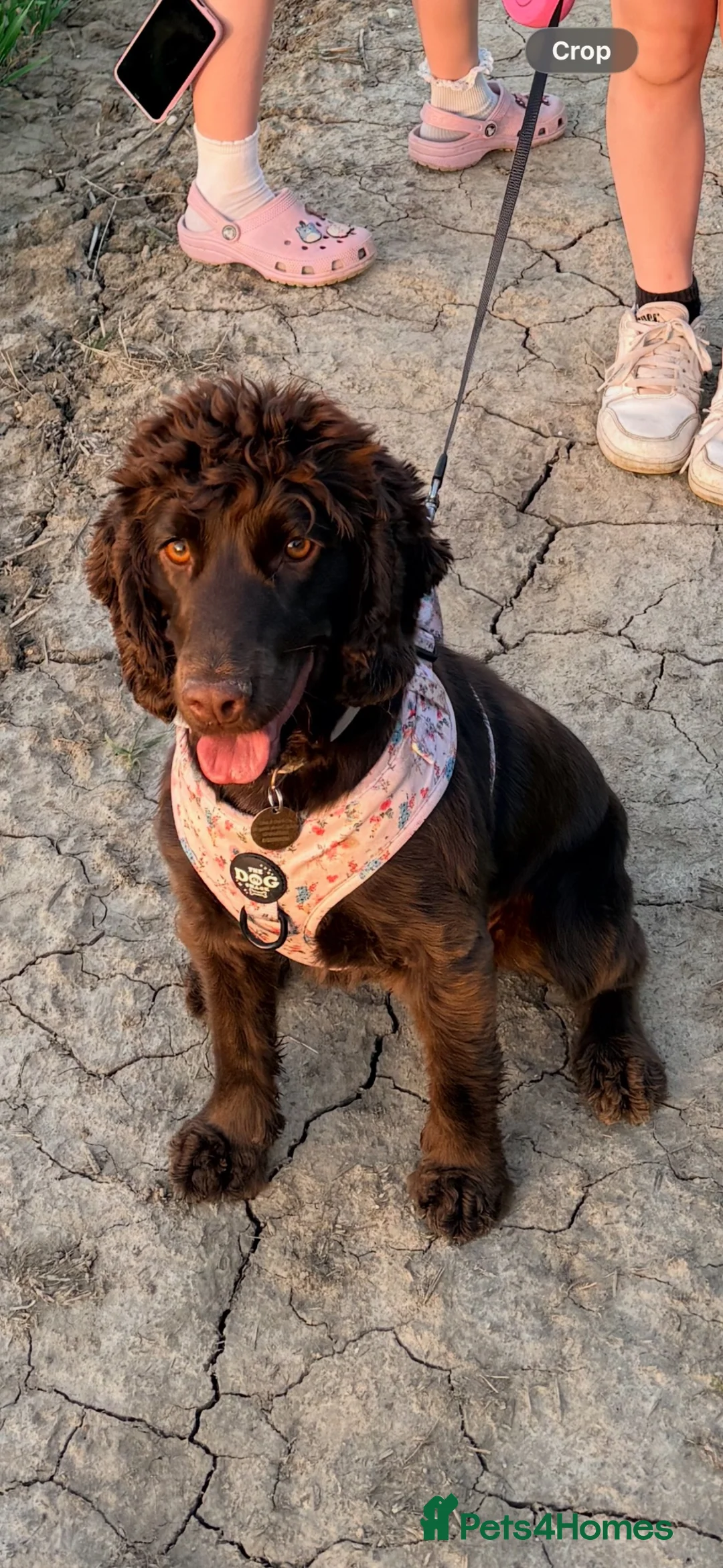 Cocker Spaniel dogs for sale: Dolly 🐾 in Louth - Advert 4