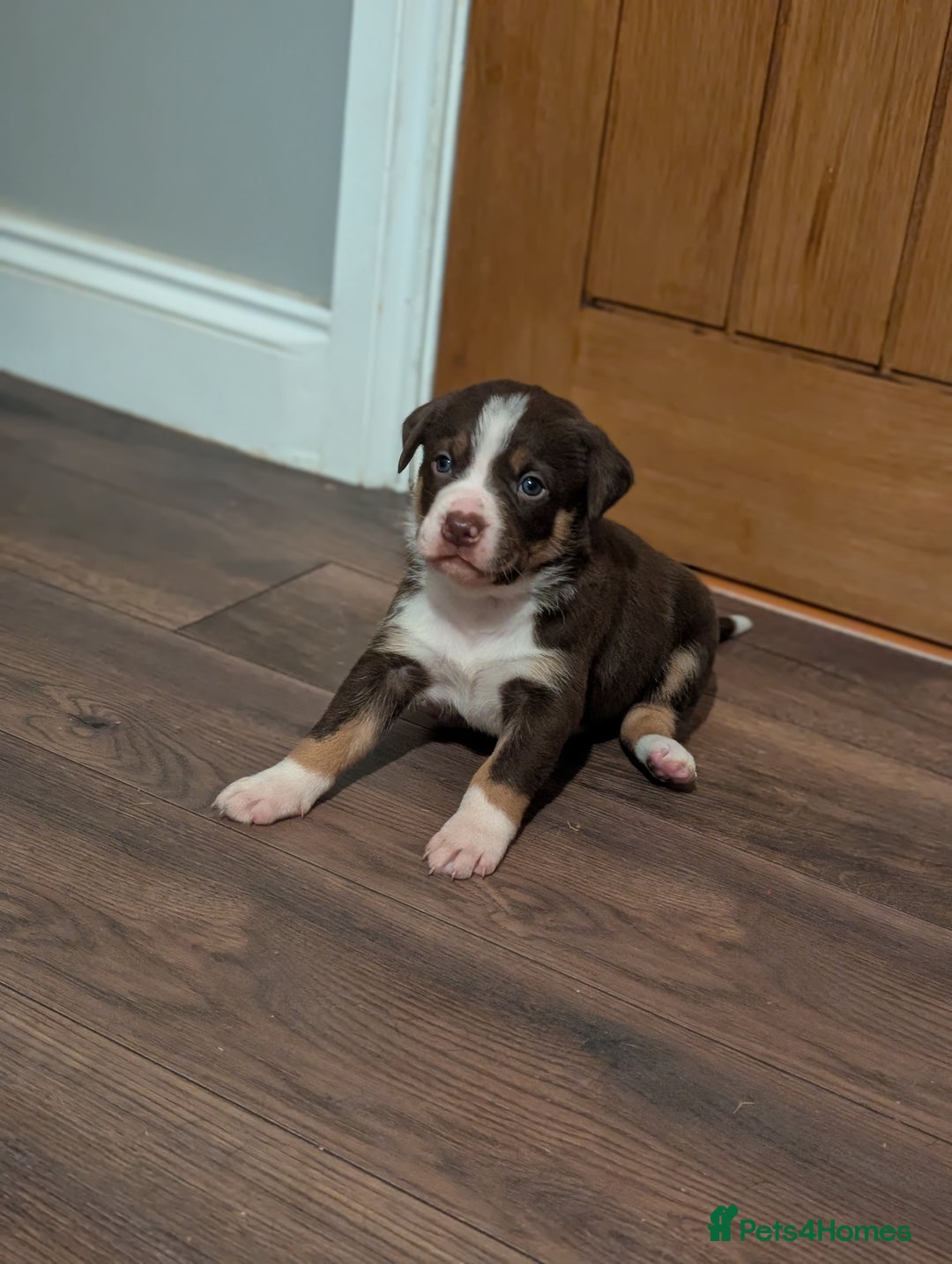 Border Collie dogs for sale: Collie mix puppies looking for their families! - Image 22