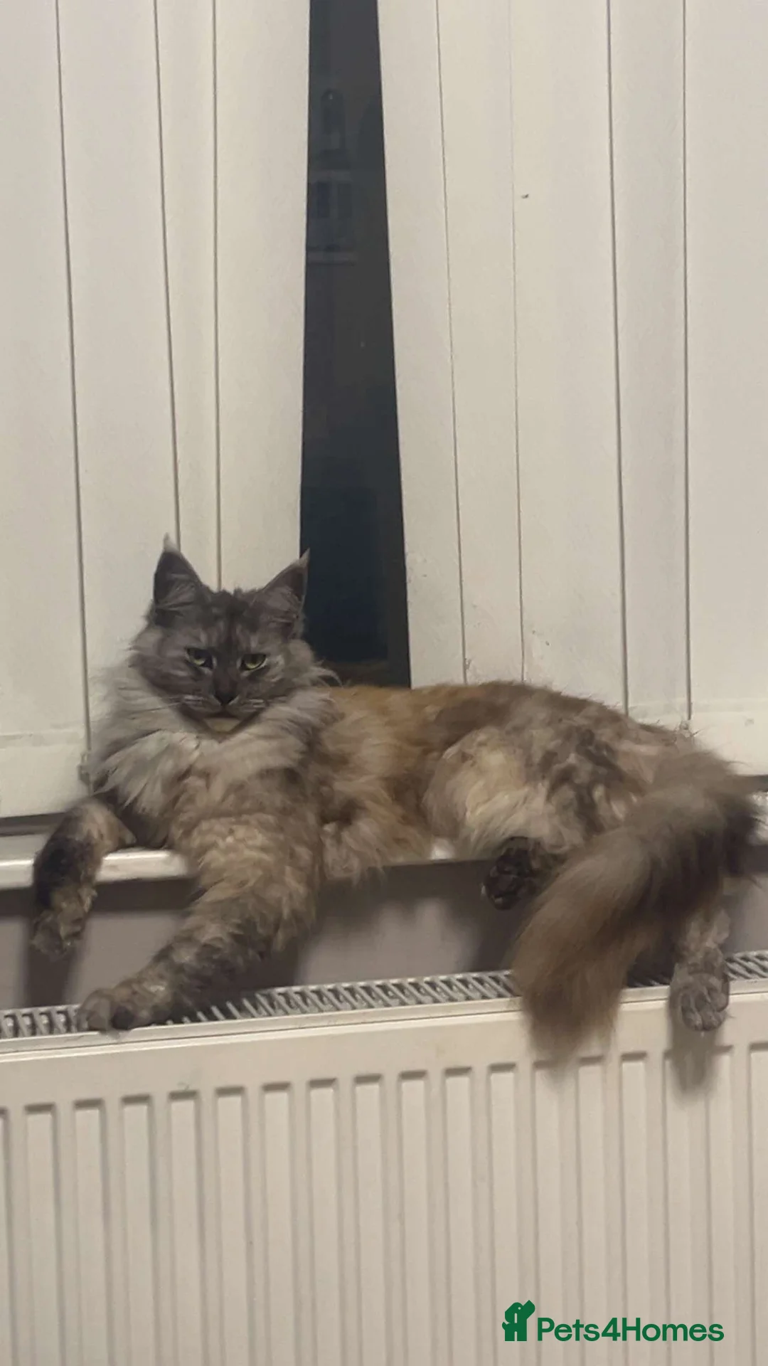 Maine Coon cats for sale: Maine coon kittens  - Advert 3
