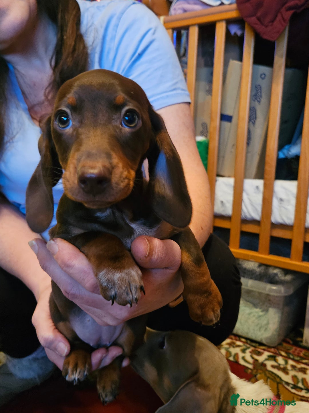 Miniature Dachshund dogs for sale: miniature dachshund puppies  - Advert 3