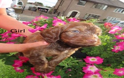 Cockapoo dogs for sale: Beautiful cockerpoo puppies  - Image 23