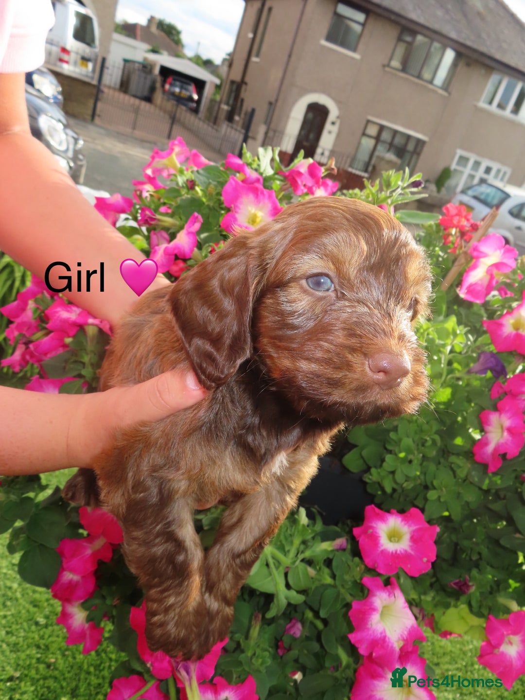 Cockapoo dogs for sale: Beautiful cockerpoo puppies  - Image 23