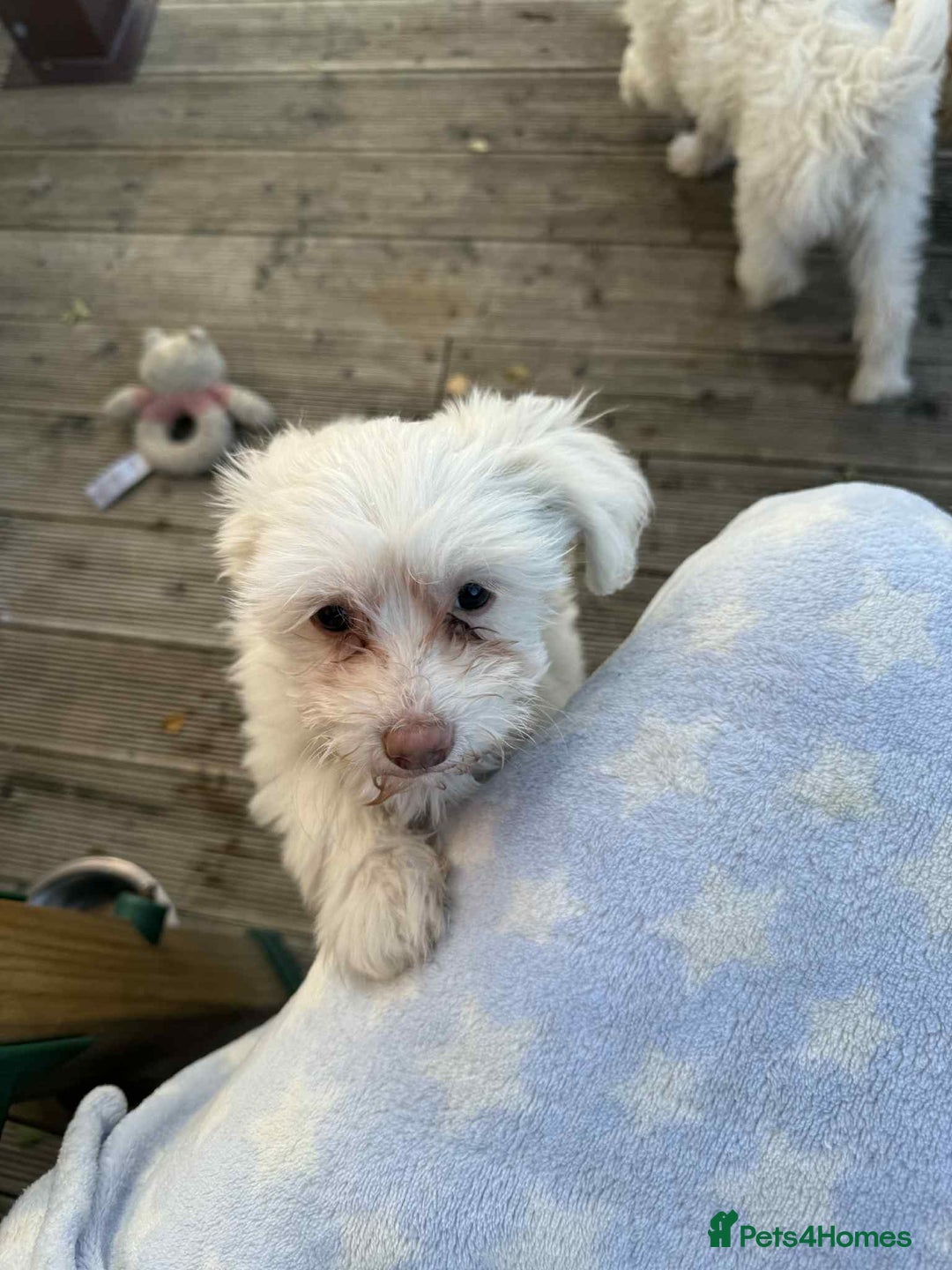 Chinese Crested dogs for sale: Chinease crested powder puff  - Image 5