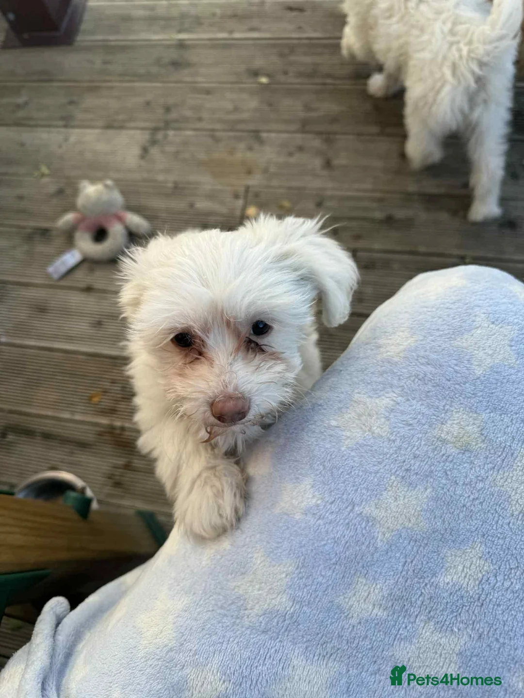 Chinese Crested dogs for sale: Chinease crested powder puff  - Advert 6