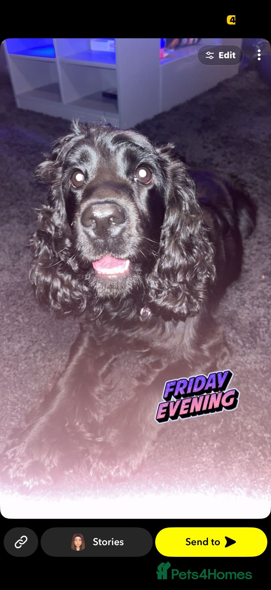 Cocker Spaniel dogs Nellie - Advert 7