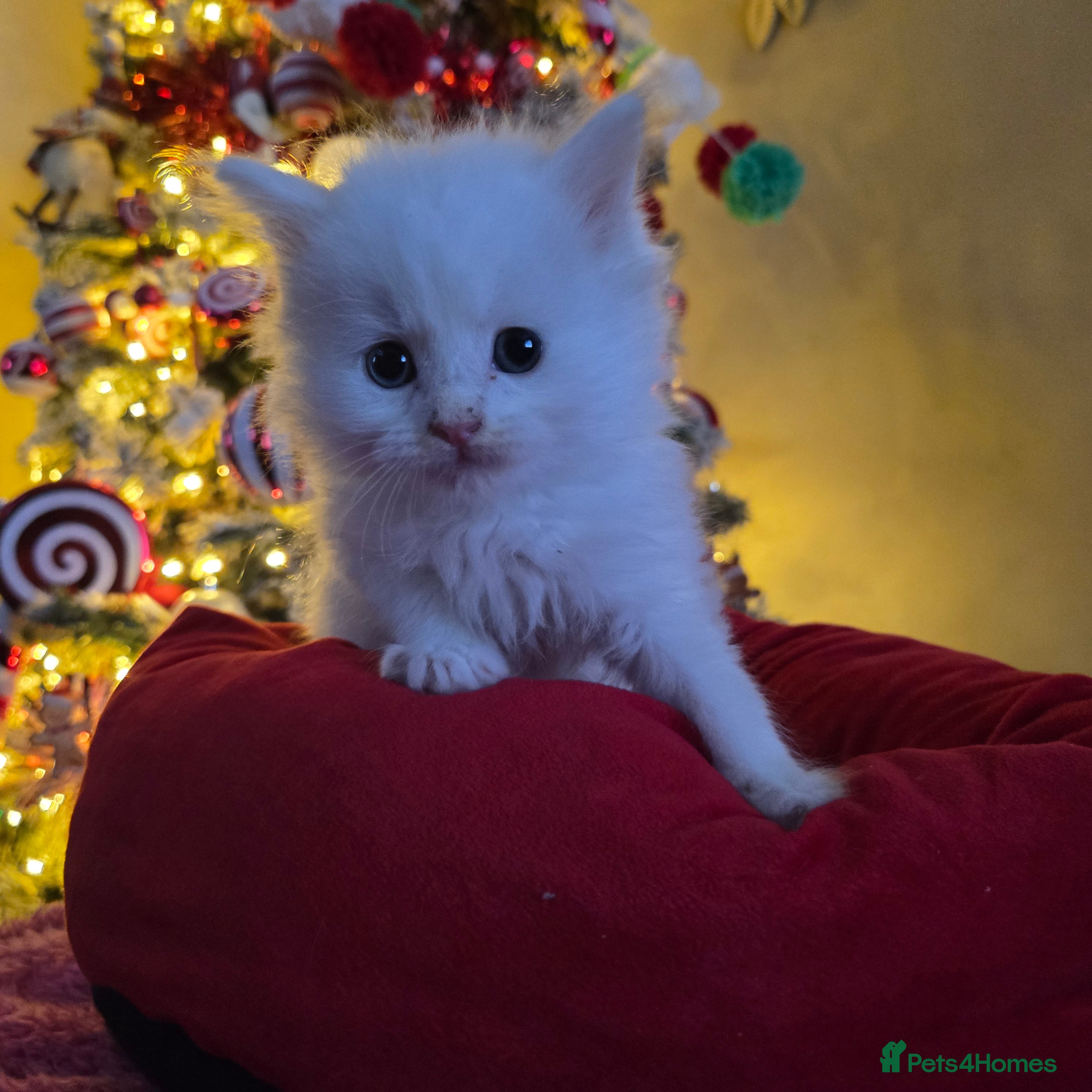 Maine Coon cats Champion russian Maine coon kittens - Advert 3