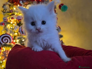 Maine Coon cats Champion russian Maine coon kittens - Advert 7