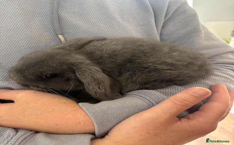 Mini Lop rabbits - Advert 6