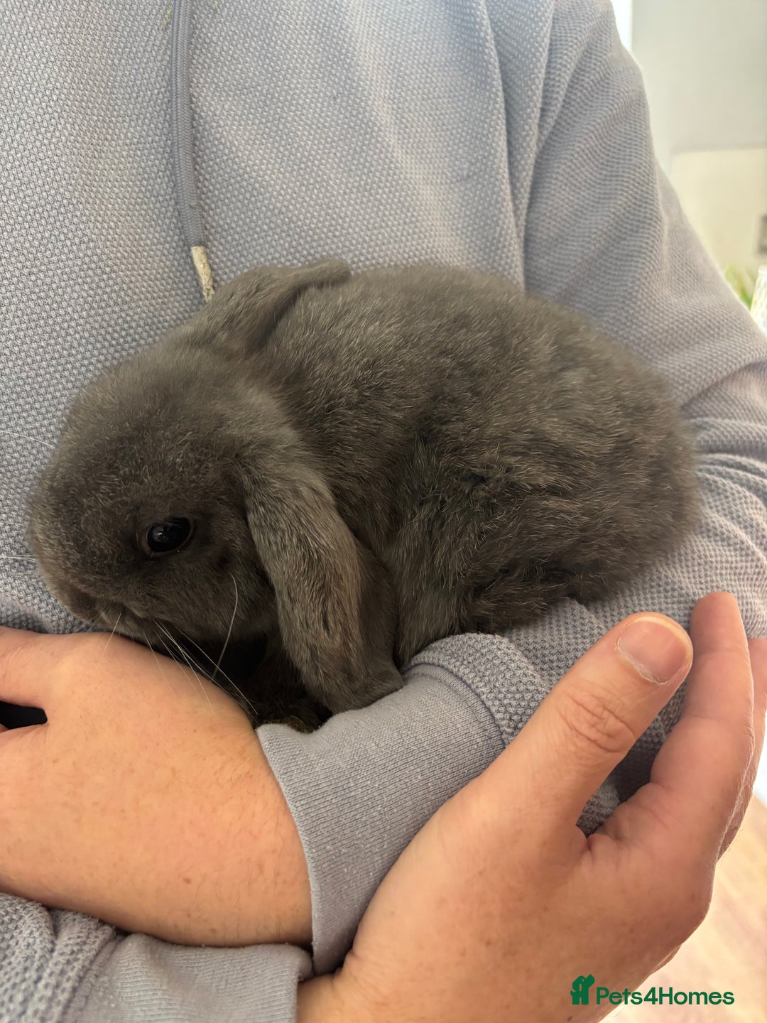 Mini Lop rabbits for sale: 2 x mini lop bunnies - both grey - Image 1