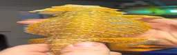 Bearded Dragon reptiles for sale: Juvenile citrus blue bar bearded dragon  - Advert 1