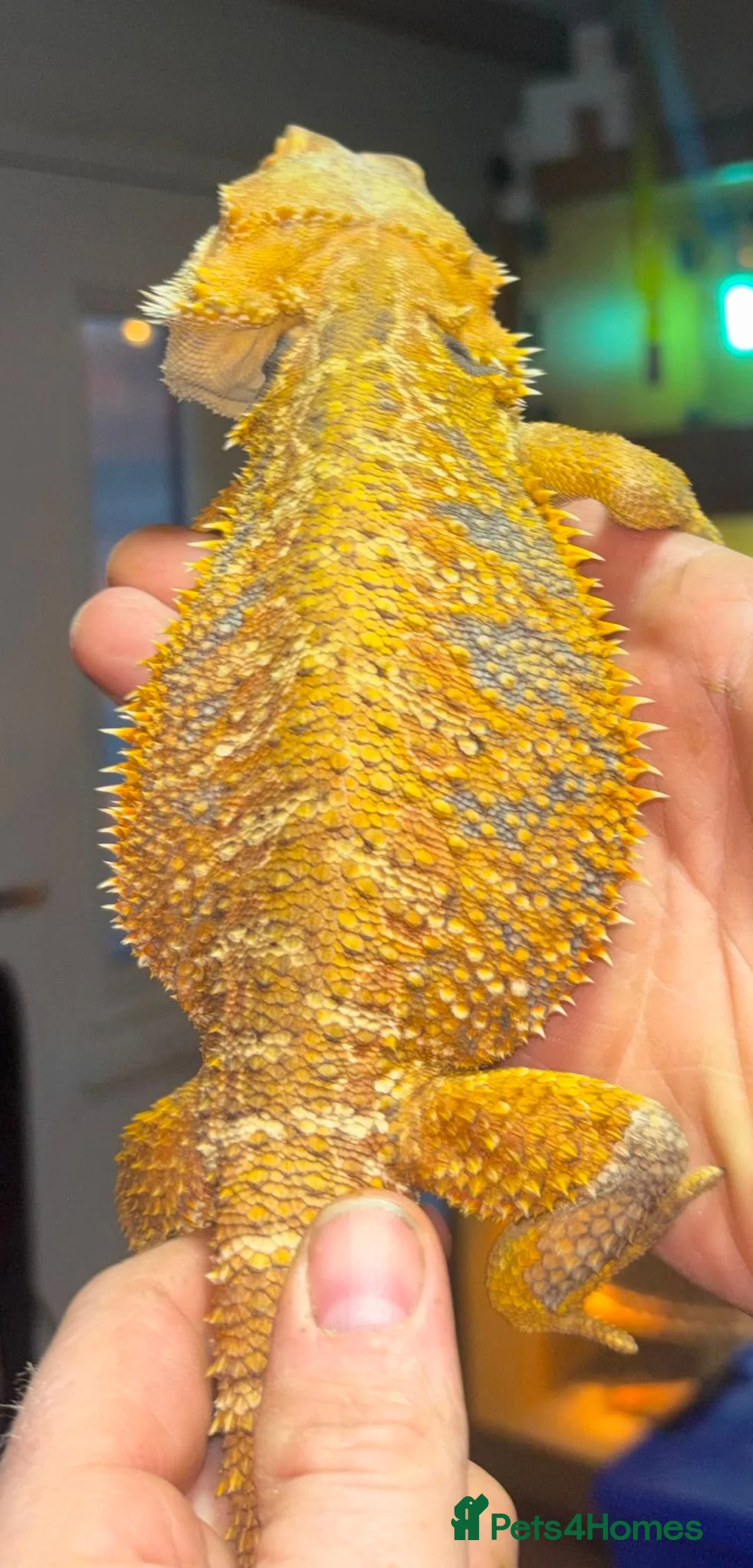 Bearded Dragon reptiles for sale: Juvenile citrus blue bar bearded dragon  - Advert 1