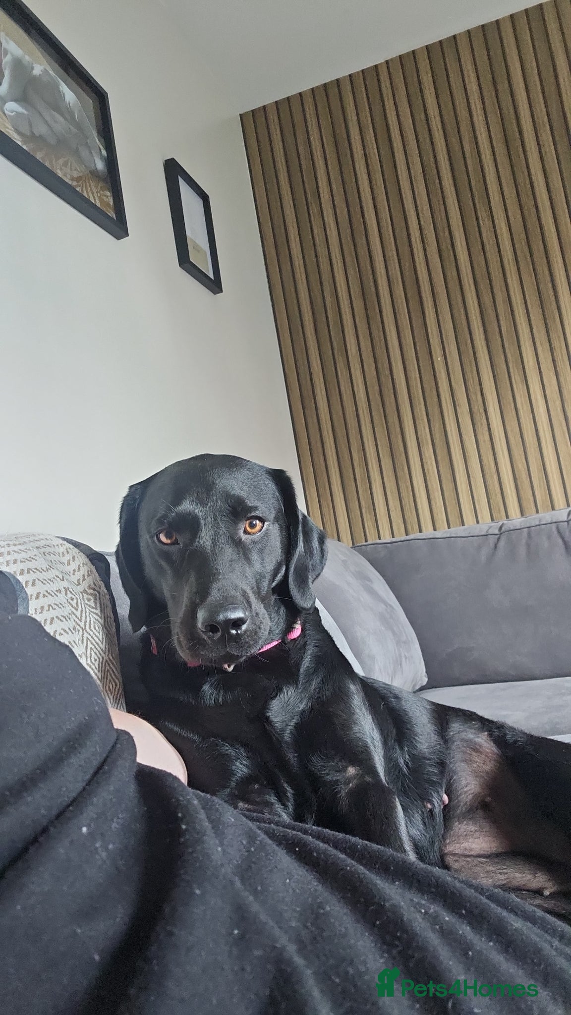 Labrador Retriever dogs for sale: Pure Breed Labrador Puppies  in Liskeard - Advert 10