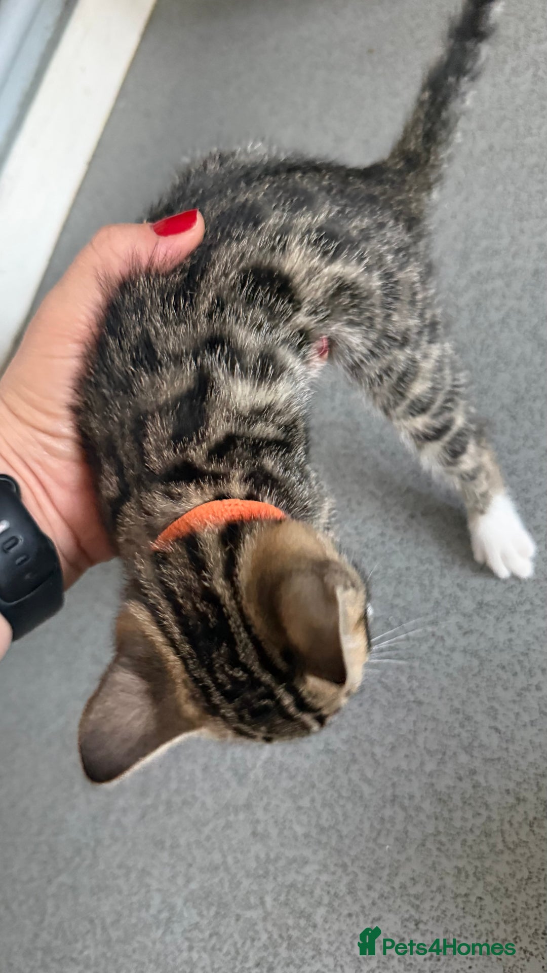 Mixed Breed cats for sale: Mixed bengal kittens - Advert 23