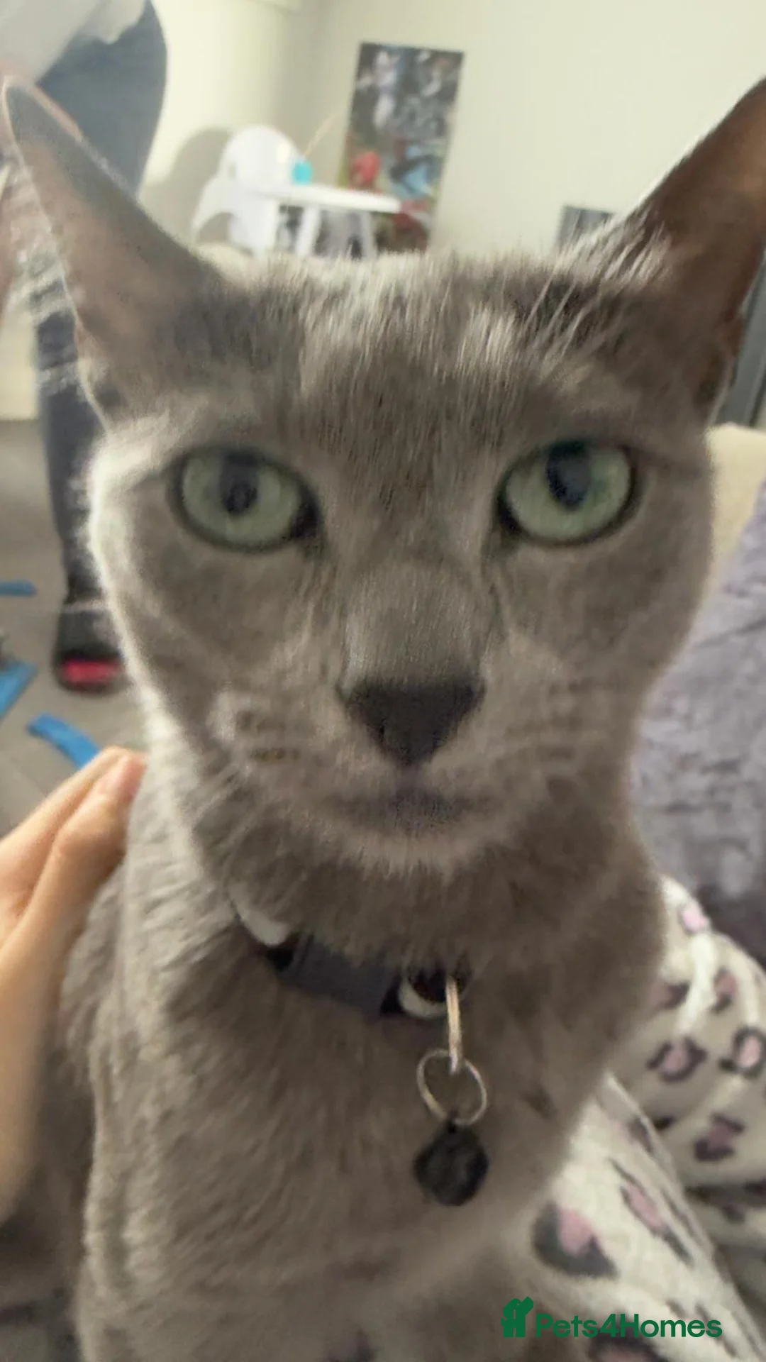 Russian Blue cats for sale: Beautiful 2-Year-Old Russian Blue Female cat - Advert 21