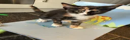 Mixed Breed cats for sale: Little kittens 10 weeks old - Advert 13