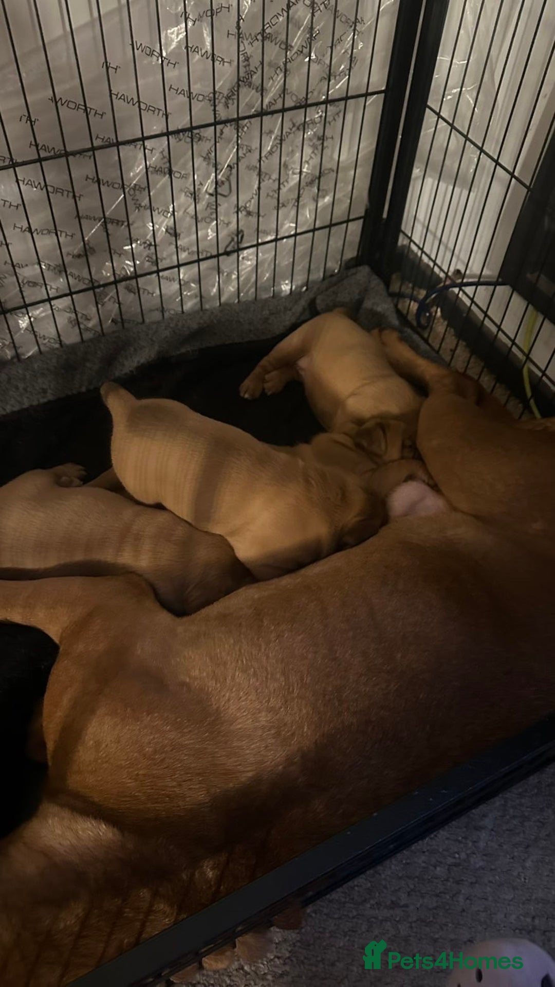 Dogue De Bordeaux dogs for sale: 🐾Dogue de Bordeaux Puppies Champion Bloodlines  - Image 3