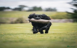 Cocker Spaniel dogs for sale: WORKING COCKER SPANIELS - Image 4