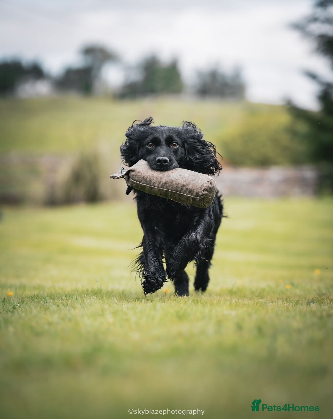 Cocker Spaniel dogs for sale: WORKING COCKER SPANIELS - Image 4