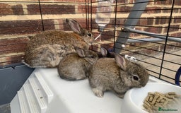 Netherland Dwarf rabbits for sale: Gorgeous Netherland Dwarf Rabbits - Available now - Image 8