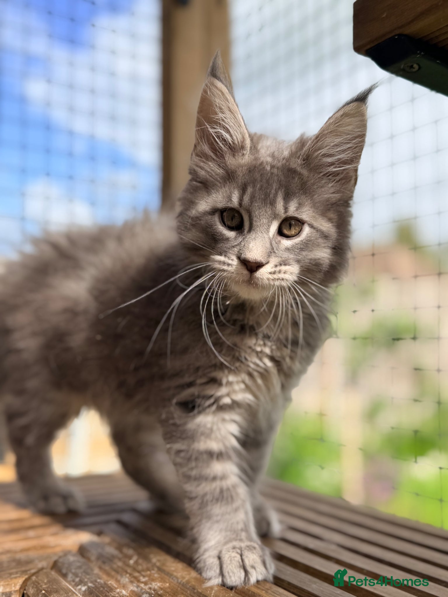 Maine Coon cats Ready this weekend, TICA registered Maine coon - Advert 17